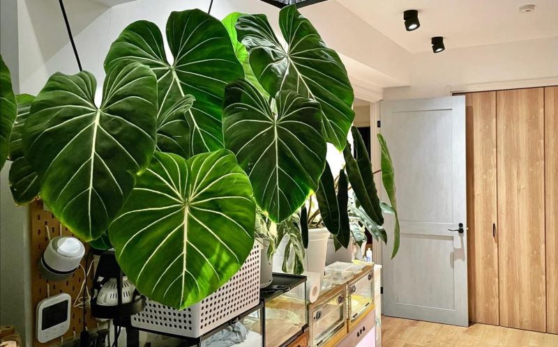 好养的大型绿植有哪些「好养的大型绿植有哪些 室内」_1
